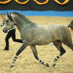 59782973-162_Arabian+Trilogy