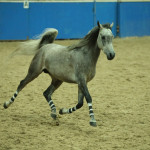 59782974-109_Arabian+Trilogy