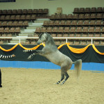 59782976-148_Arabian+Trilogy
