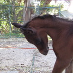 Sileby Kruzsader 3 days old
