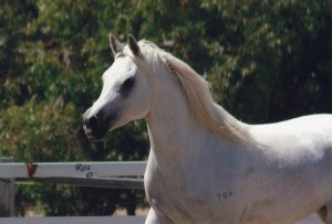 Krys 2 Dec 2010