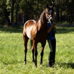 State Champs - Log Fence (40)