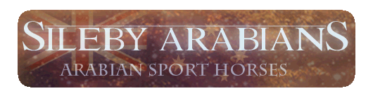 Sileby Arabians