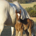Sabre at 5 days old