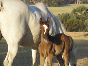 Sabre at 5 days old